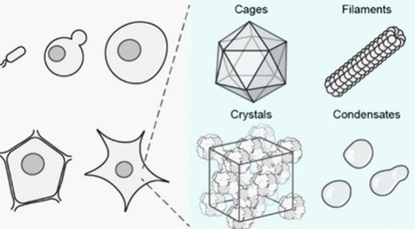 In Cellulo Fabrication of Supramolecular Protein Assemblies | chem rev | RMH | Scoop.it