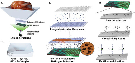 Advancing In Situ Food Monitoring through a Smart Lab‐in‐a‐Package System Demonstrated by the Detection of Salmonella in Whole Chicken | Local delivery for Gene Directed Enzyme Prodrug Therapy | Scoop.it