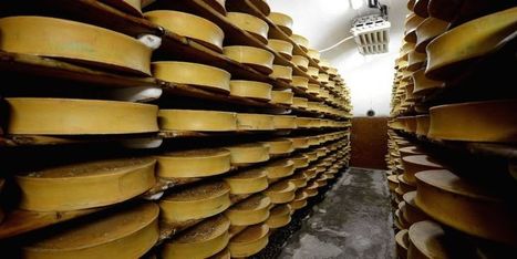 Ces entreprises qui innovent : Biodéal, pionnier du fromage bio made in France | Lait de Normandie... et d'ailleurs | Scoop.it