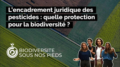 Cha&icirc;ne youtube BSNP et conf&eacute;rence : pr&eacute;sentation du recours &laquo; Justice pour le vivant &raquo; | EntomoScience | Scoop.it