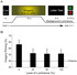 PLoS ONE: Closing the Mind's Eye: Incoming Luminance Signals Disrupt Visual Imagery | Science News | Scoop.it