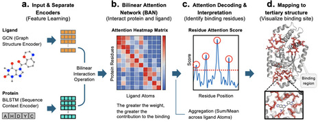 BiLSTM-Powered Bilinear Attention for Protein-Ligand Prediction | brvai | RMH | Scoop.it