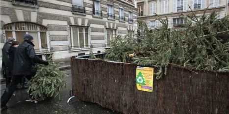 Plus de 50.000 sapins collectés et recyclés à Paris | Paris durable | Scoop.it