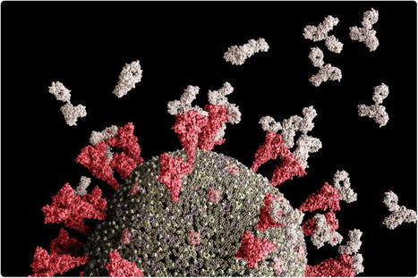 Heterologous prime-boost vaccination induces robust mucosal and systemic immunity against SARS-CoV-2 | Mucosal Immunity | Scoop.it