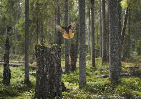 Metsät — Luonnonsuojeluliitto | 1Uutiset - Lukemisen tähden | Scoop.it