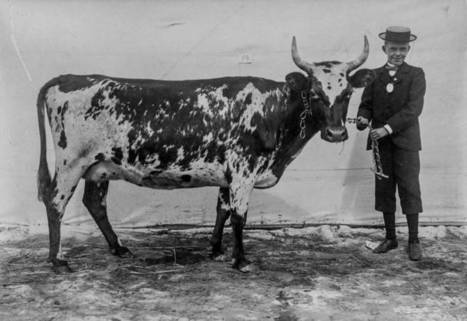 Suomalaiset lehm&auml;kuvat 1800-luvulta ponnahtivat nettihitiksi - IL-TV | 1Uutiset - Lukemisen t&auml;hden | Scoop.it