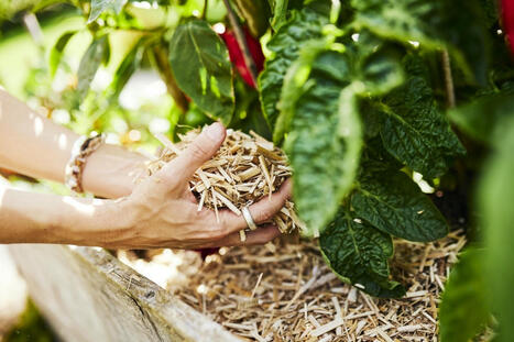 COMPO : l'excellence RSE récompensée par EcoVadis et la SBTi | Témoignages Clients EcoVadis | Scoop.it