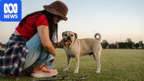 Is pet insurance worth it? | Avoid Internet Scams and ripoffs | Scoop.it