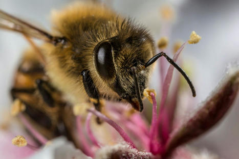 Les abeilles mellifères accumulent les microplastiques présents dans l'air | Biodiversité | Scoop.it