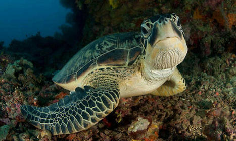 Infographic: Sea Turtles | Pages | WWF | Galapagos | Scoop.it