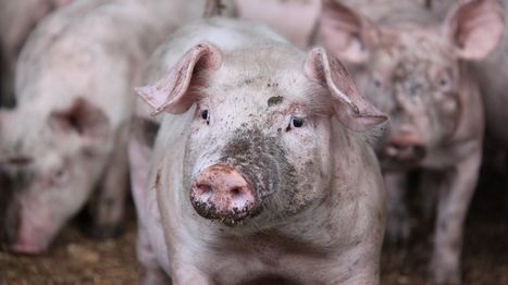 Le prix du porc baisse de 4,1 centimes | Actualité Bétail | Scoop.it