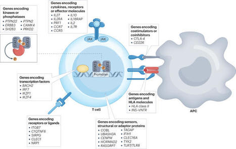 The immunology of type 1 diabetes | Nature Reviews Immunology | AUTOIMMUNITY | Scoop.it