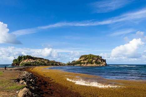 La plus grande mer d’algues sargasses du monde mesure 8.850 kilomètres | Revue Politique Guadeloupe | Scoop.it
