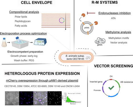 Genetic engineering of gut commensals: heterologous protein expression in Bifidobacterium animalis subsp. lactis CECT8145 |&nbsp; Crm | RMH | Scoop.it
