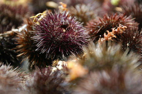 MIDDLE EAST : Red Sea epidemic kills off sea urchins, imperilling coral – | CIHEAM Press Review | Scoop.it