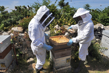 L&rsquo;usage des n&eacute;onicotino&iuml;des explose. L&rsquo;Unaf d&eacute;nonce une hausse de 31 % de l&rsquo;utilisation des insecticides tueurs d&rsquo;abeille depuis 2013 | EntomoNews | Scoop.it