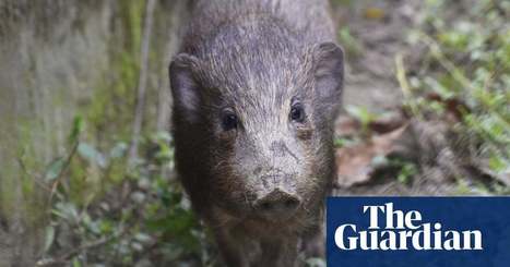 Up to 48 species saved from extinction by conservation efforts, study finds  - The Guardian | Biodiversité | Scoop.it