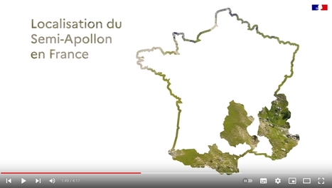 Préservation du Semi-apollon dans les prairies d'altitude - Opie DREAL AuRA | Les Colocs du jardin | Scoop.it
