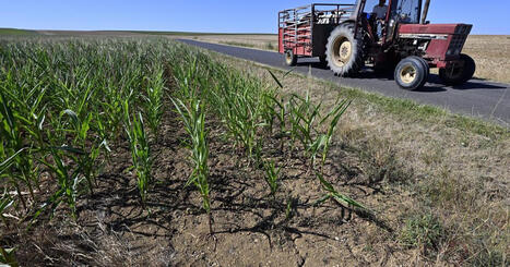 &laquo;&nbsp;La pire ann&eacute;e du si&egrave;cle&nbsp;&raquo;&nbsp;: le monde agricole d&eacute;sempar&eacute; face &agrave; une s&eacute;cheresse exceptionnelle | Environnement | Scoop.it