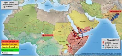 Invasion de criquets pèlerins : le vieux cauchemar est de retour | EntomoNews | Scoop.it