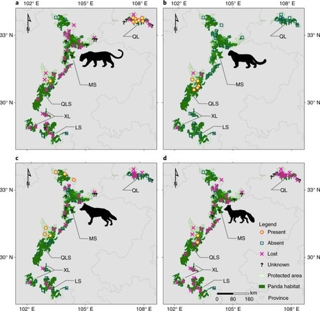 Retreat of large carnivores across the giant panda distribution range | Biodiversité | Scoop.it