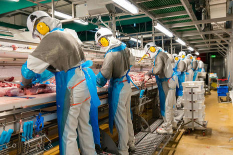 Pourquoi la pénurie de main-d’œuvre en abattoir de porc s’accentue en Europe | Actualité Bétail | Scoop.it