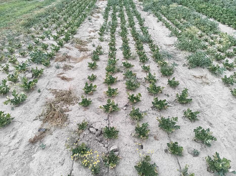 Canicule et mara&icirc;chage. "Les plantations crament, on n'a jamais vu &ccedil;a" - HIT WEST | Agriculture en Pays de la Loire | Scoop.it