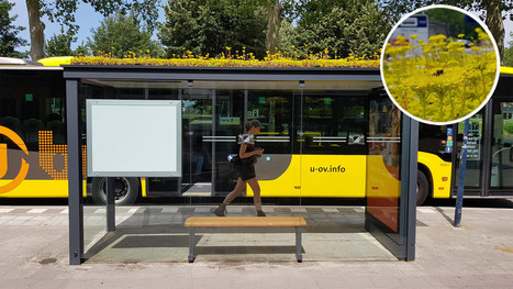 This Dutch city has transformed its bus stops into bee stops | Energy Transition in Europe | www.energy-cities.eu | Scoop.it
