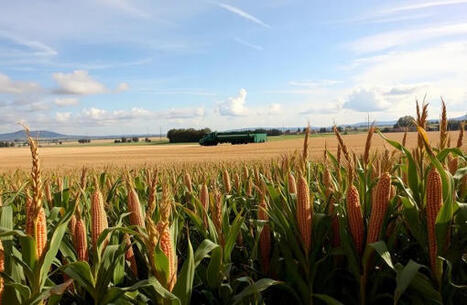 FRENCH corn stocks seen at lowest level in at least 30 years | Miller Magazine | MED-Amin network | Scoop.it