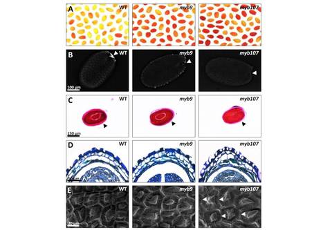 MYB107 and MYB9 Homologs Regulate Suberin Deposition in Angiosperms ($) | The Plant Cell | Scoop.it