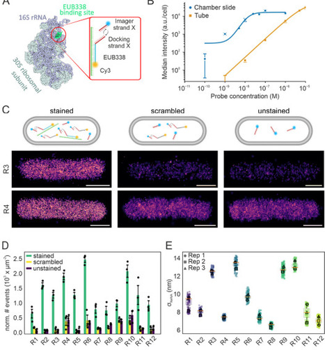 A simple platform for in situ DNA-PAINT optimization enables improved multiplexed super-resolution imaging in Gram-negative bacteria | brvt | RMH | Scoop.it