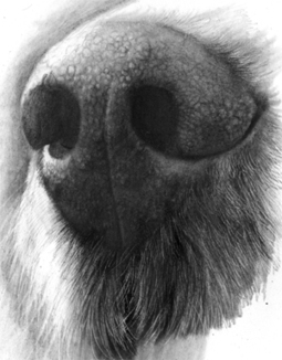 Drawing A Realistic Dog Nose | Drawing and Painting Tutorials | Scoop.it
