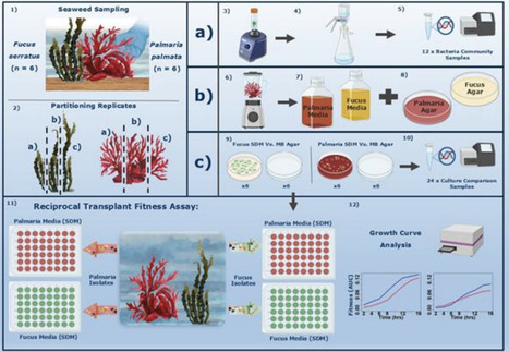 Reciprocal transplantation experiments reveal local adaptation of seaweed-associated bacteria | isme | RMH | Scoop.it
