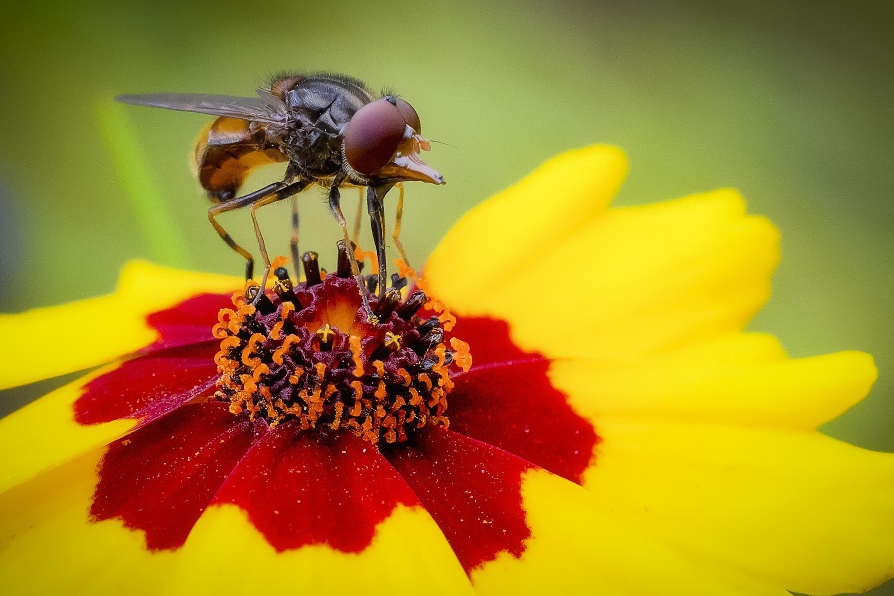 Macro Outings with the FUJINON LENS XF60mmF2.4