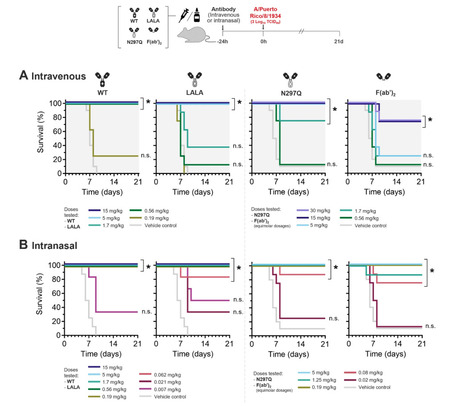 Intranasal Administration of a Panreactive Influenza Antibody Reveals Fc-Independent Mode of Protection | Virus World | Scoop.it