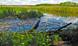 Natura 2000: EU Reserves Are Facing Development Pressures by Christian Schwagerl: Yale Environment 360 | Biodiversit&eacute; | Scoop.it