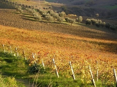 White Marche Wines: Not Just Verdicchio | Good Things From Italy - Le Cose Buone d'Italia | Scoop.it