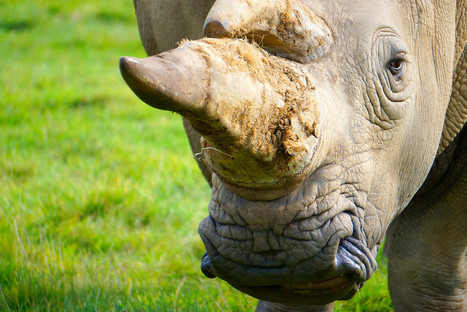 South Africa’s first online rhino horn auction ends in risky impasse | IELTS, ESP, EAP and CALL | Scoop.it