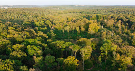 La forêt française commence à ne plus jouer son rôle de puits de carbone -  Actu-Environnement | Biodiversité | Scoop.it