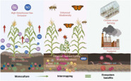 Culture intercalaires intelligentes face au climat pour une agriculture durable - Science Direct | Pour innover en agriculture | Scoop.it