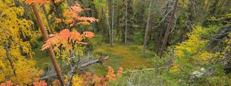 Suomi - WWF | 1Uutiset - Lukemisen tähden | Scoop.it