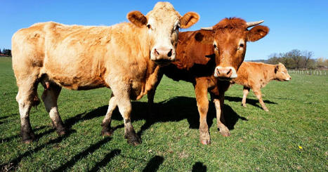 Ce virus qui menace les exportations bovines françaises | Actualité Bétail | Scoop.it