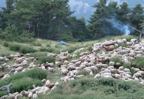 Écologiste, l'été, il protège les troupeaux des loups | Pastoralisme Ours Loups Lynx | Scoop.it