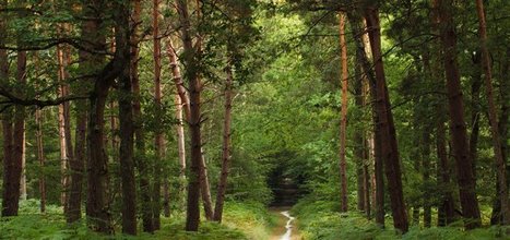 Diapos : Les arbres de France les plus répandus | Biodiversité - @ZEHUB on Twitter | Scoop.it