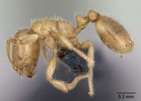 Les fourmis voleuses décimeraient les autres populations de fourmis | EntomoNews | Scoop.it