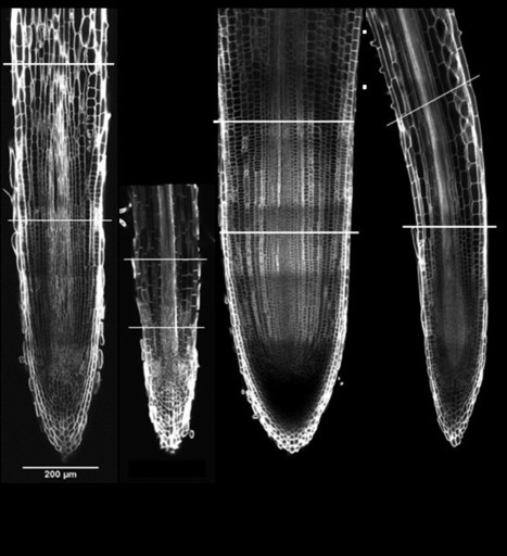 Some news on signaling pathways controlling root and nodule development in legume plants | Life Sciences Université Paris-Saclay | Scoop.it