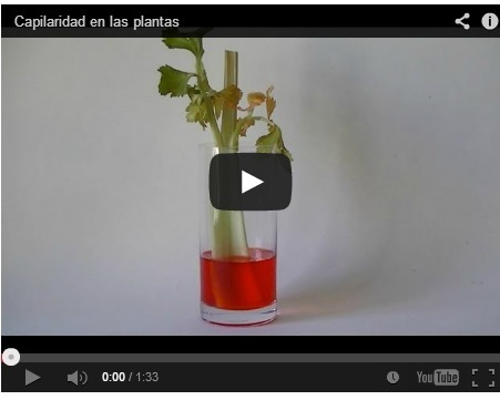 Capilaridad en las plantas | Art&iacute;culos CIENCIA-TECNOLOGIA | Scoop.it