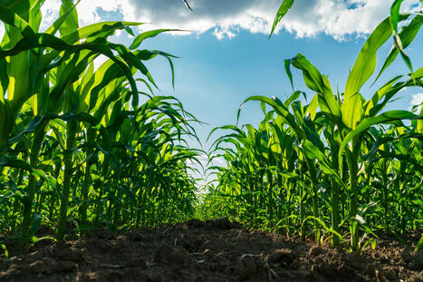 Corn Sweat: What To Know About the Agricultural Impact on Heat Dome - Newsweek | Operation Deimos | Scoop.it