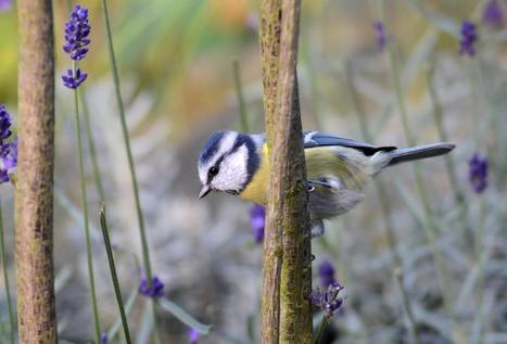 Mésanges charbonnière et bleues, les deux cousines du jardin | Les oiseaux au gré du vent | Scoop.it