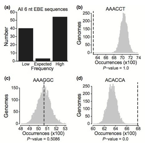 New Phytol: Addition of transcription activator-like effector binding sites to a pathogen strain-specific rice bacterial blight resistance gene makes it effective against bacterial leaf streak (2012) | Plants and Microbes | Scoop.it